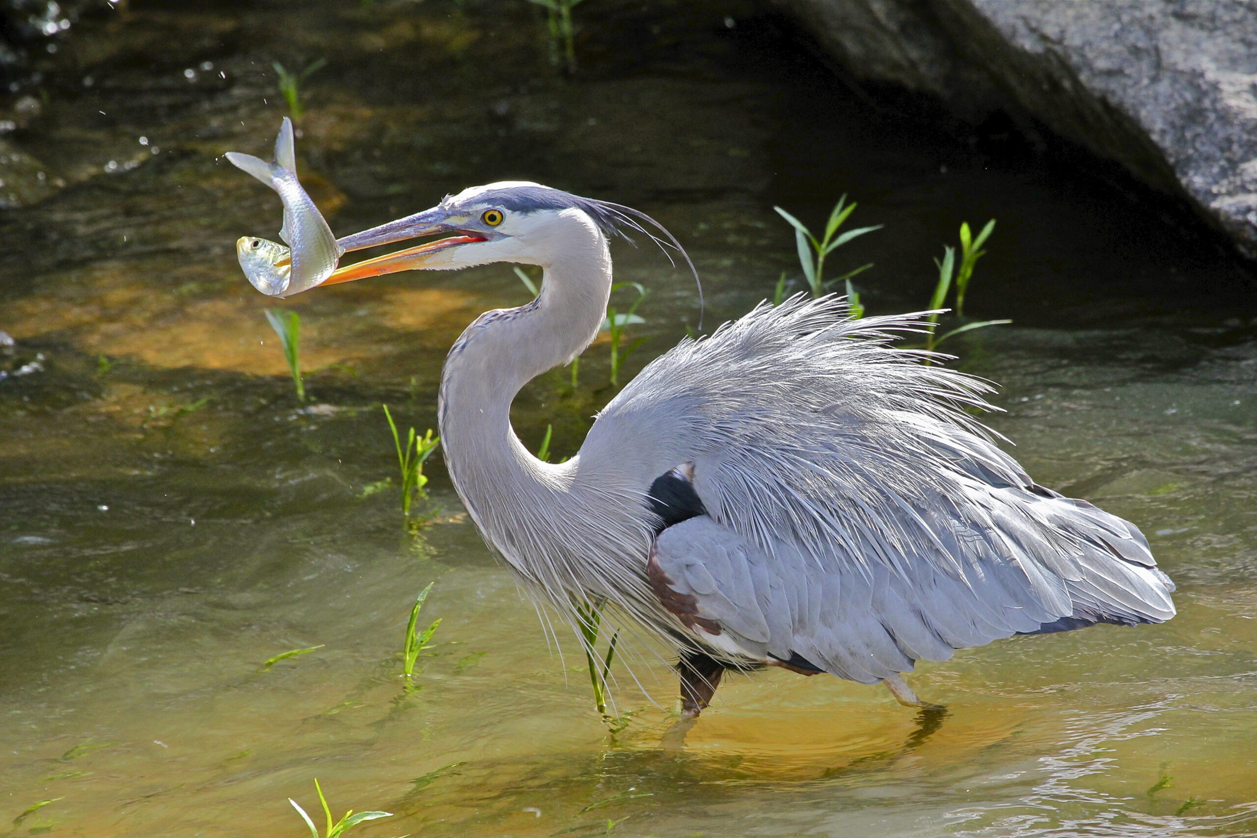 large white bird standing in water with a small fish in its mouth