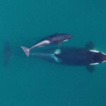 Baby orca swimming with its mother. Credit: NOAA Fisheries
