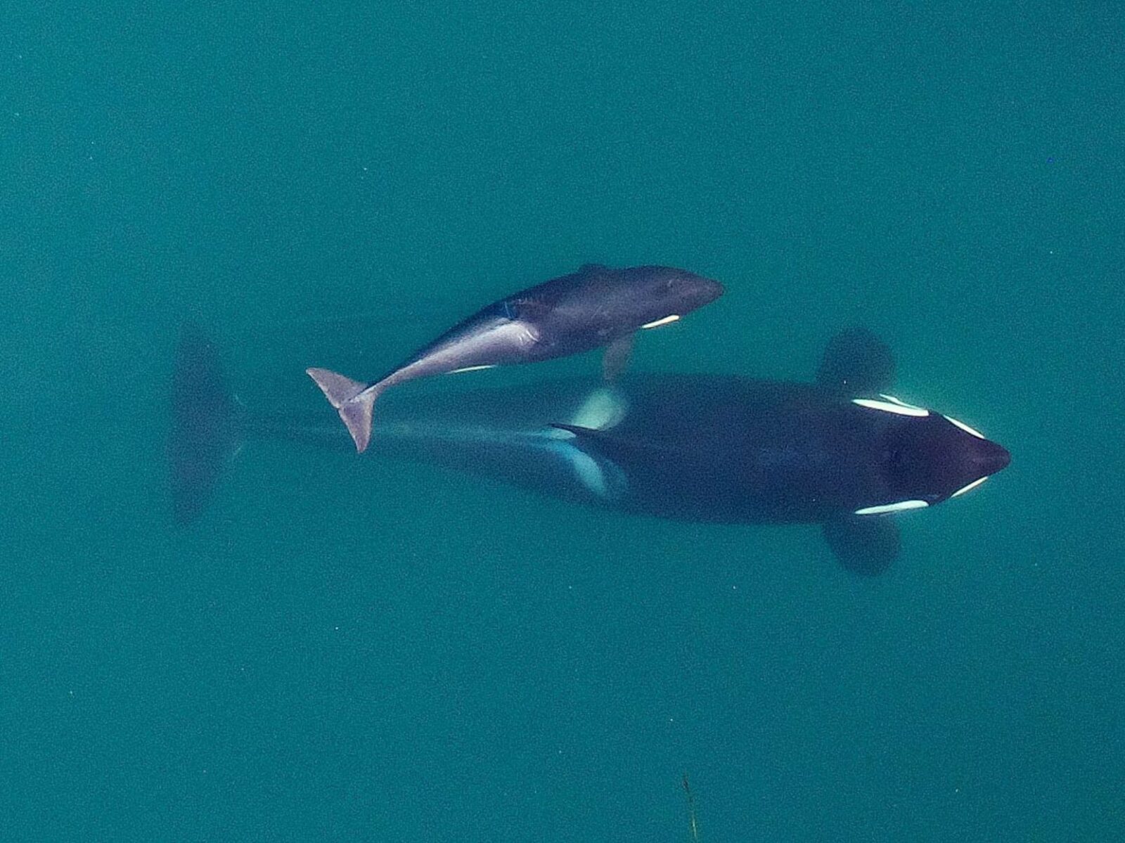 Baby orca swimming with its mother. Credit: NOAA Fisheries