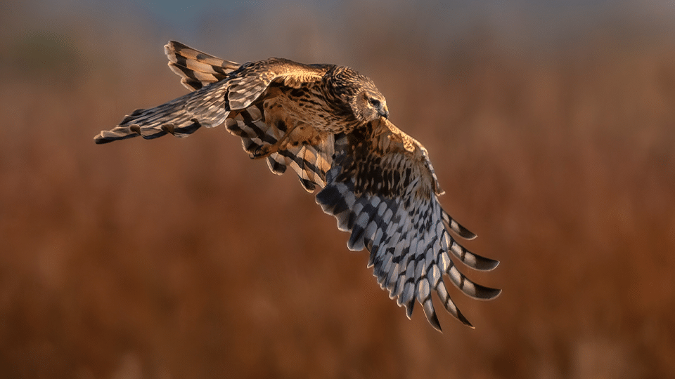 a female northern harrier