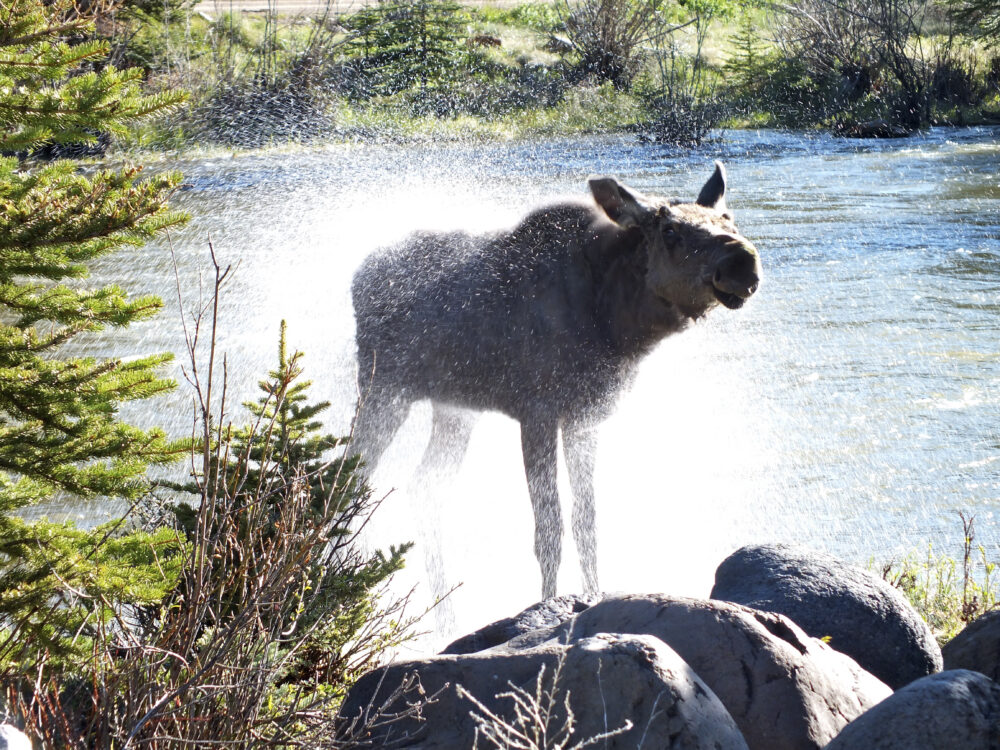 moose shaking water off itself as it comes out of the water