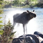 moose shaking water off itself as it comes out of the water