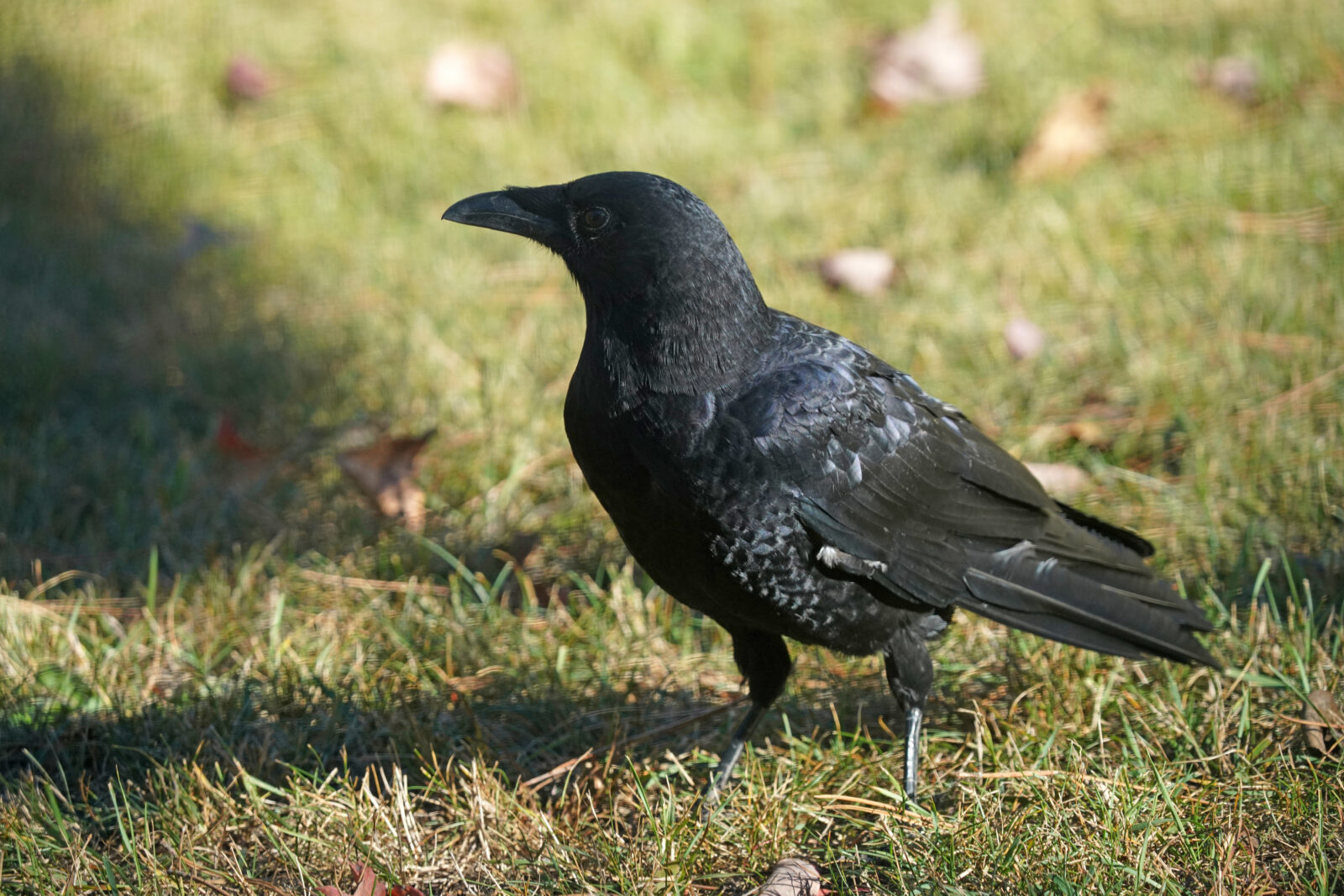 A crow stands on the grass observing something off in the distance